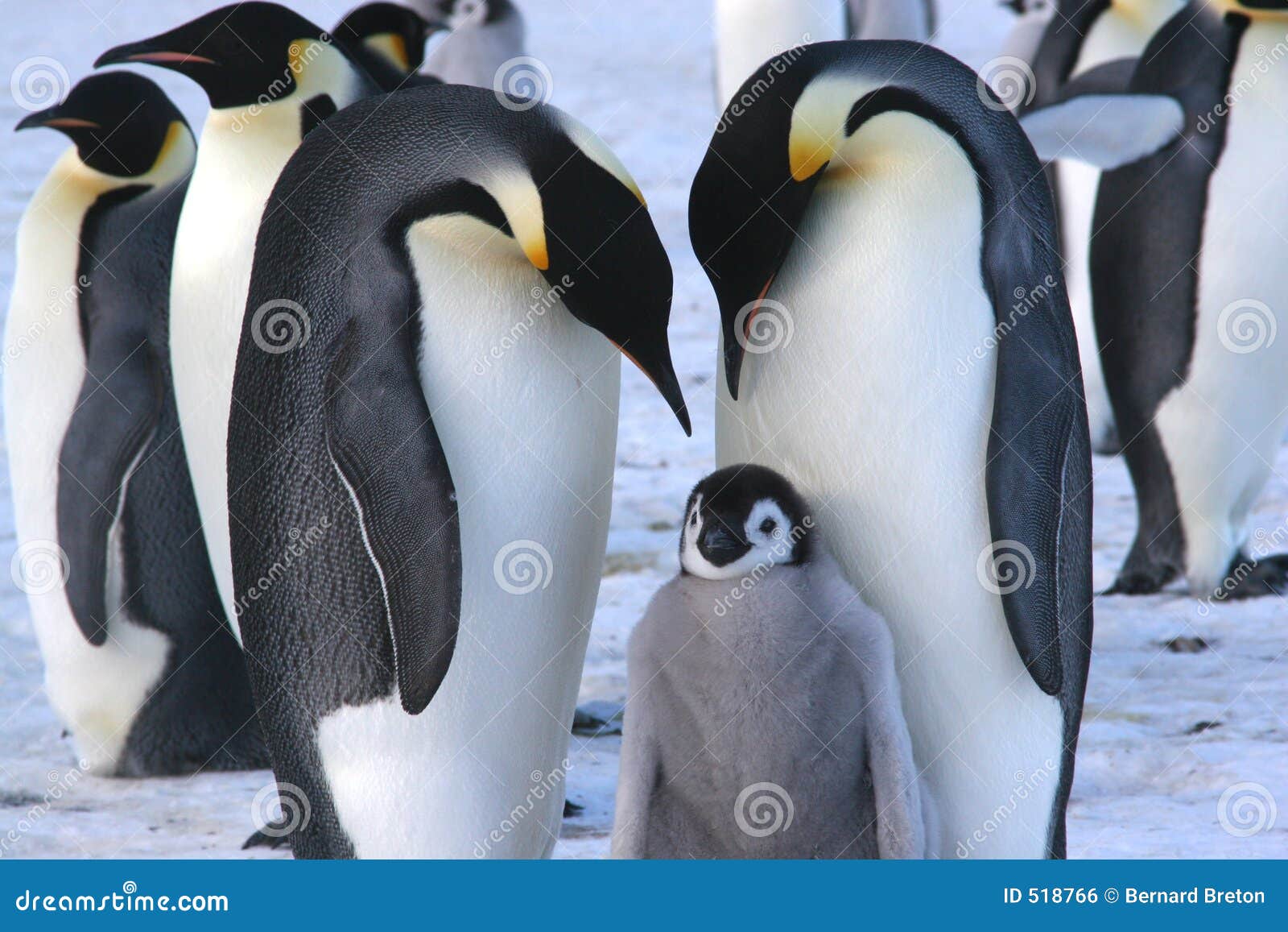 emperor penguins with chick