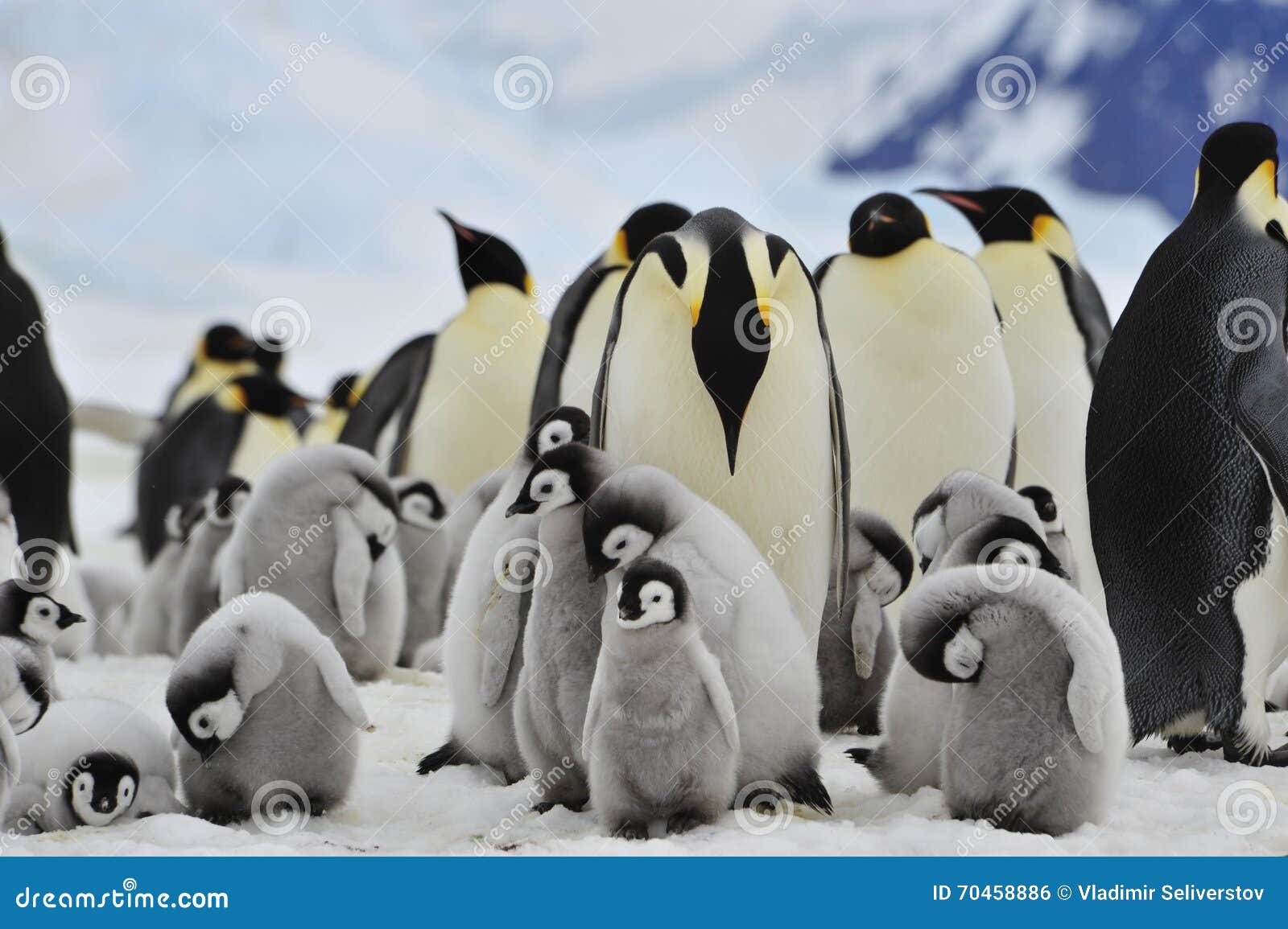 emperor penguins with chick