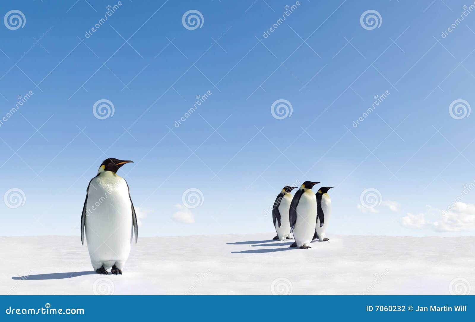 emperor penguins on ice