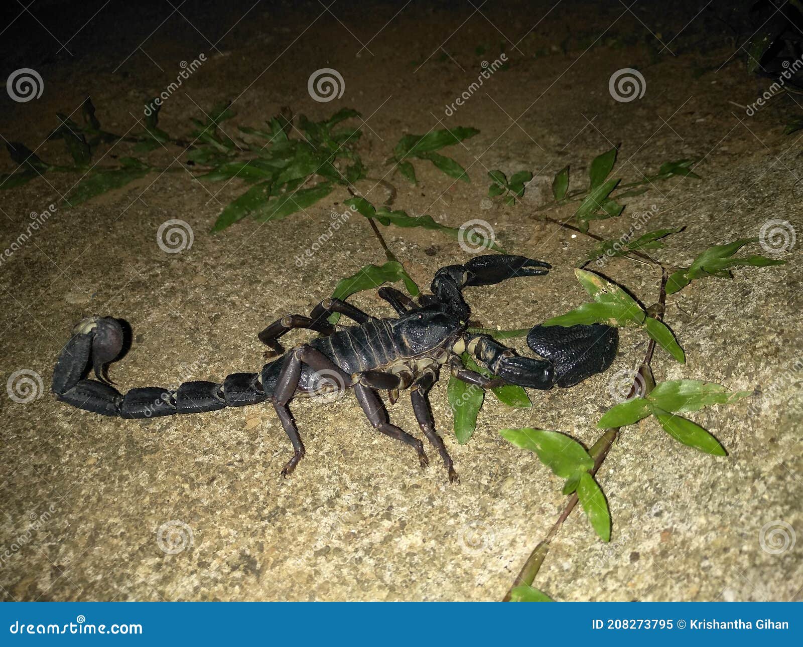 smallest scorpion in the world