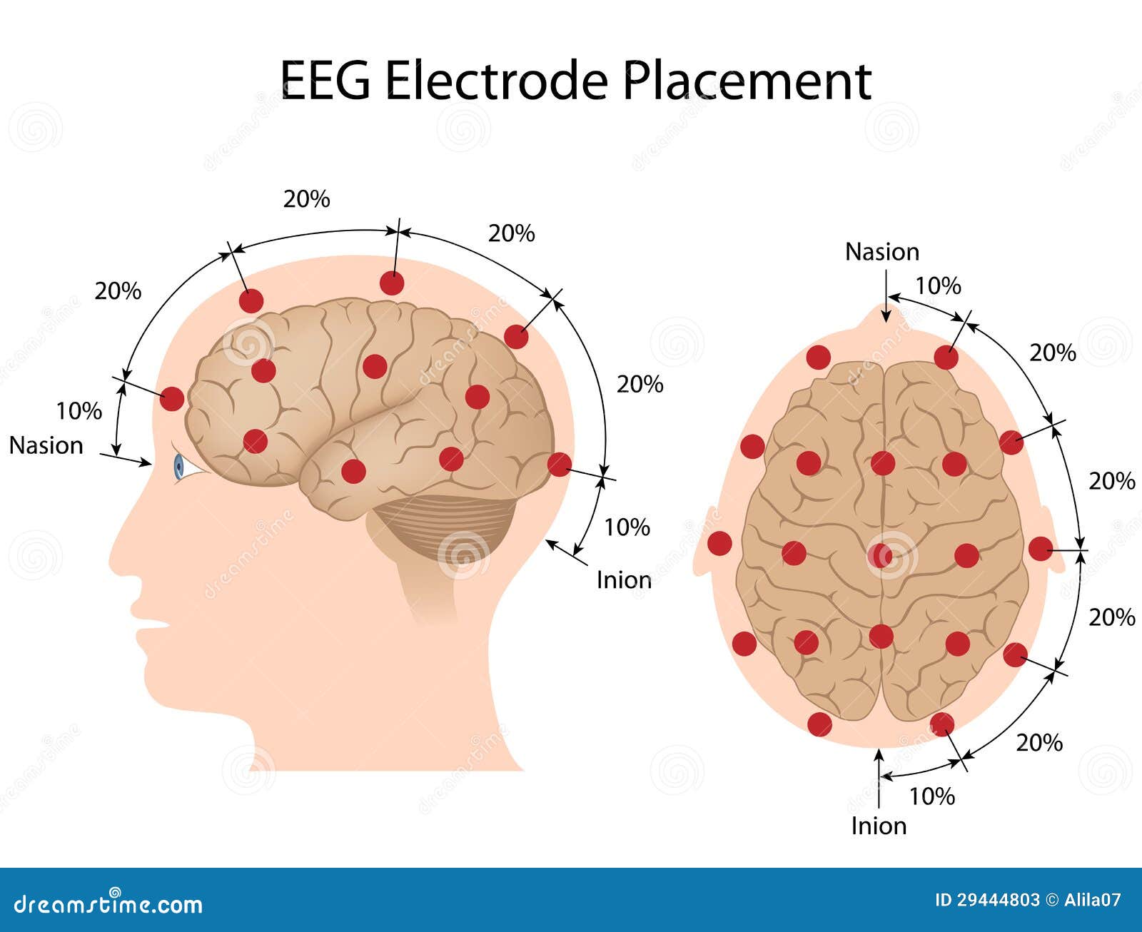 Emplacement D'électrode D'EEG Illustration de Vecteur Illustration du