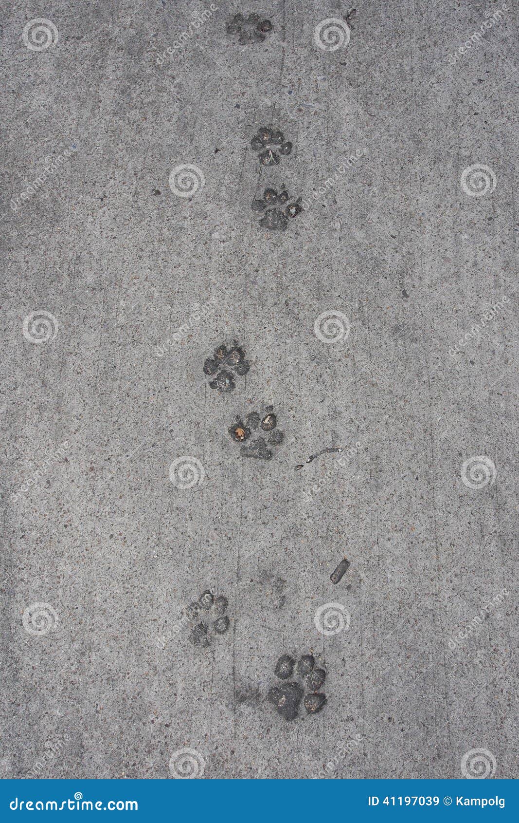 empreinte de pas de chat ou de chien sur le ciment sec image stock