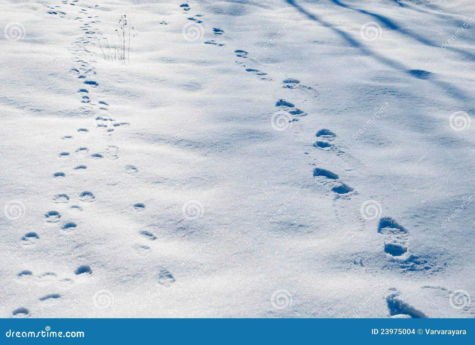 Empreintes De Pas Dans La Neige De L Hiver Photo Stock Image Du Personne Aventure