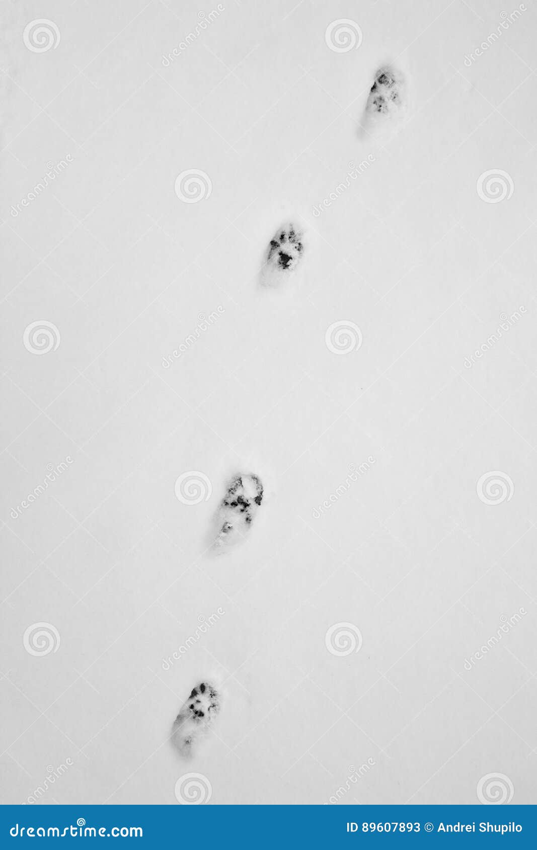 Empreintes De Pas De Chat Dans La Neige Image Stock Image Du Sauvage Trace 6073 Empreintes De Pas De Chat Dans La Neige Image Stock Image Du Sauvage Trace 6073