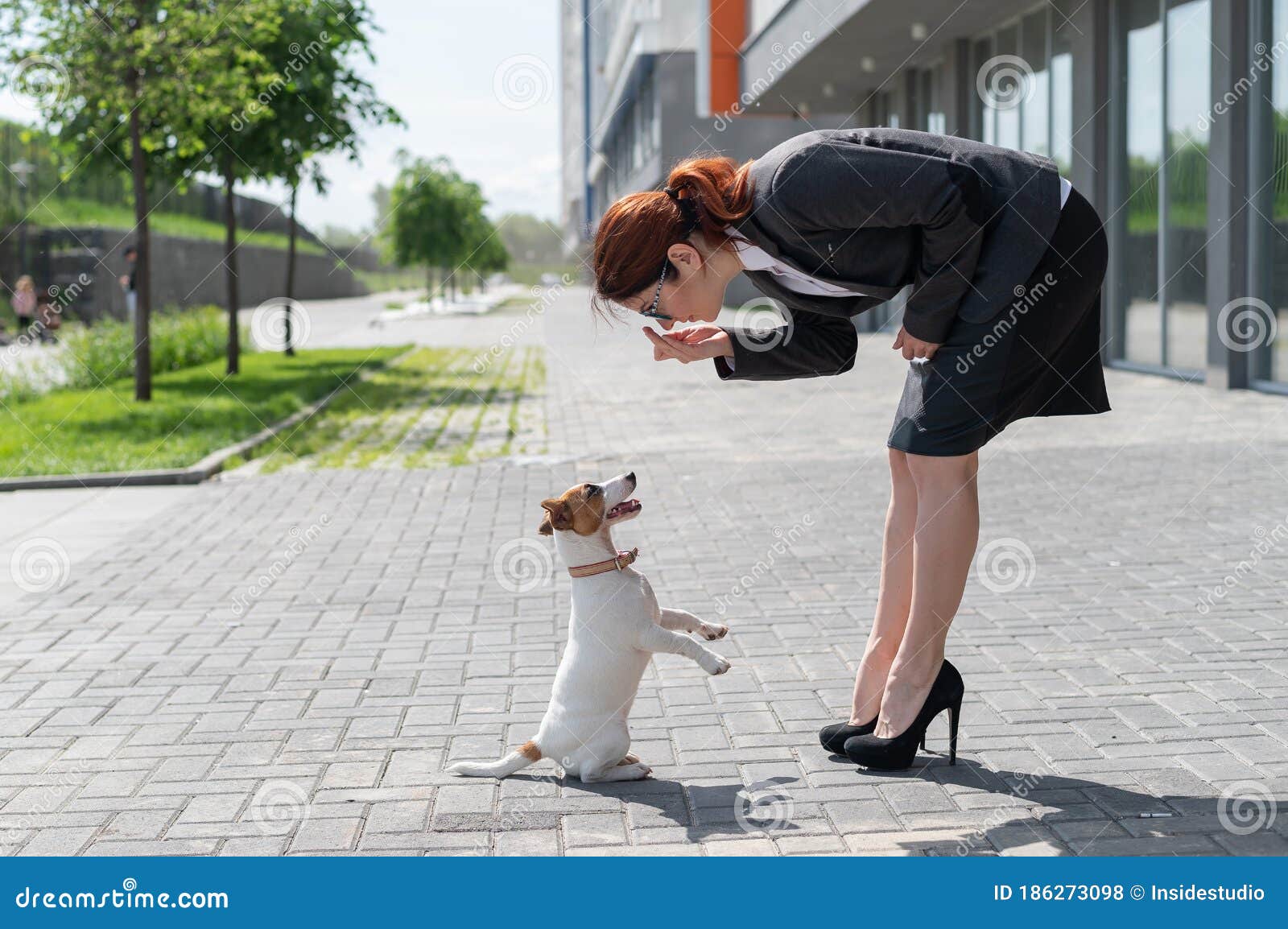 Empresária De Terno E Salto Alto Está Treinando Um Filhote De Jack Russell  Terrier Na Rua. Um Pequeno Cão Cumpre Foto de Stock - Imagem de canino,  saque: 186273098