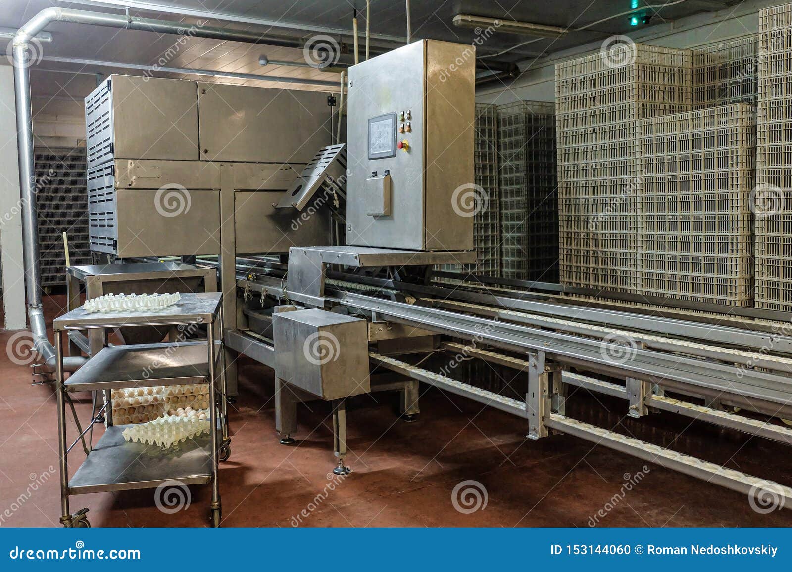 Empty Belt Conveyor for Counting and Sorting Chicks Stock Photo Image