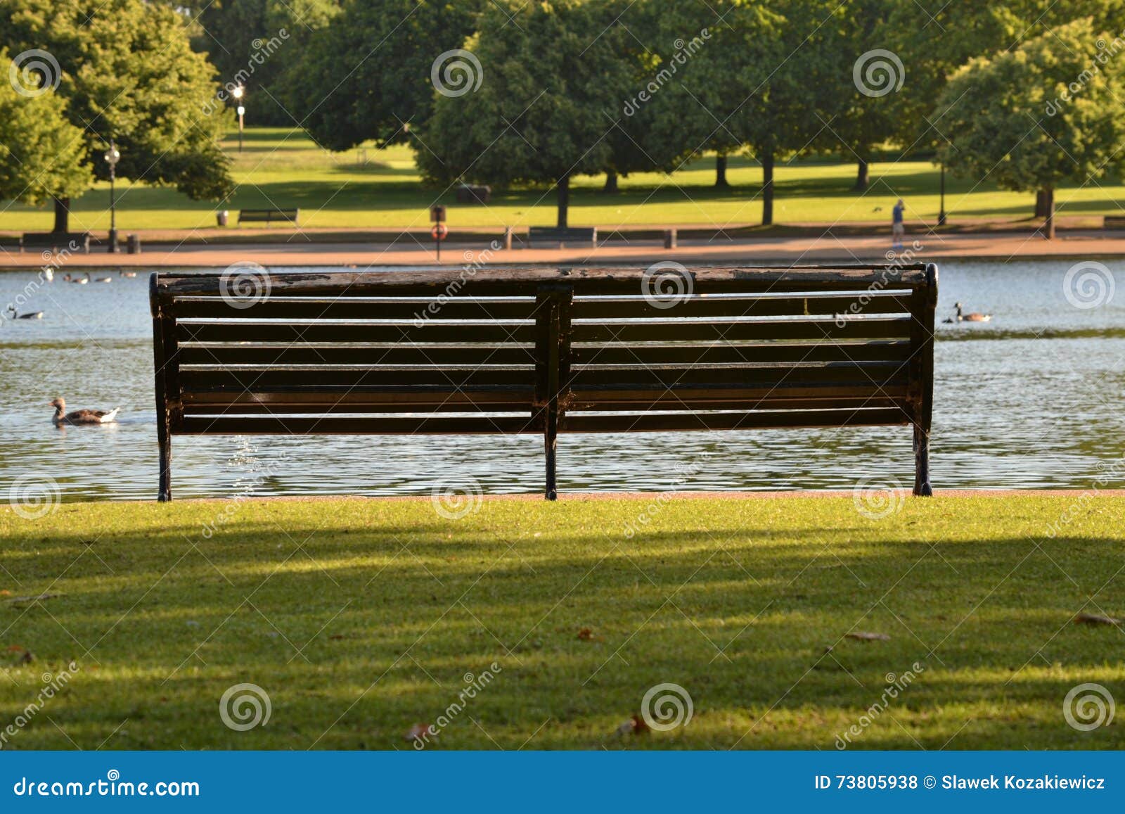 Empty Bench Green Sunny Summer Park Stock Photo Image Of