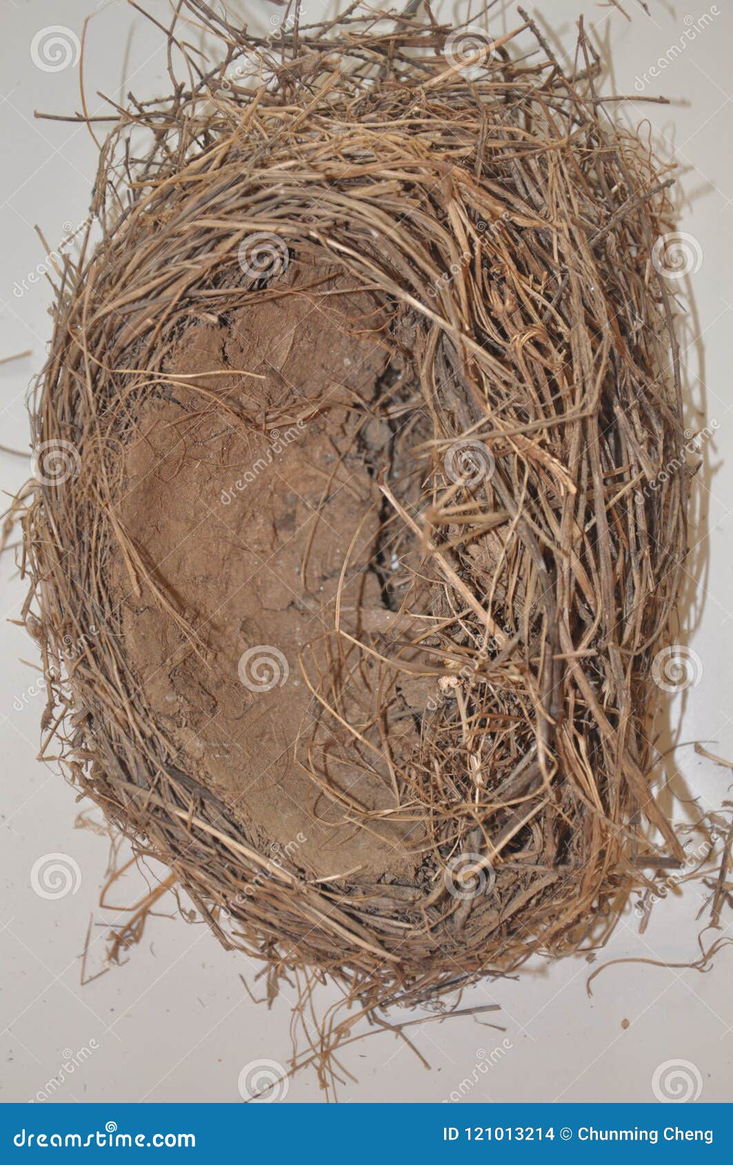 Empty Bird`s Nest Build Using Mud and Grass Stock Photo Image of