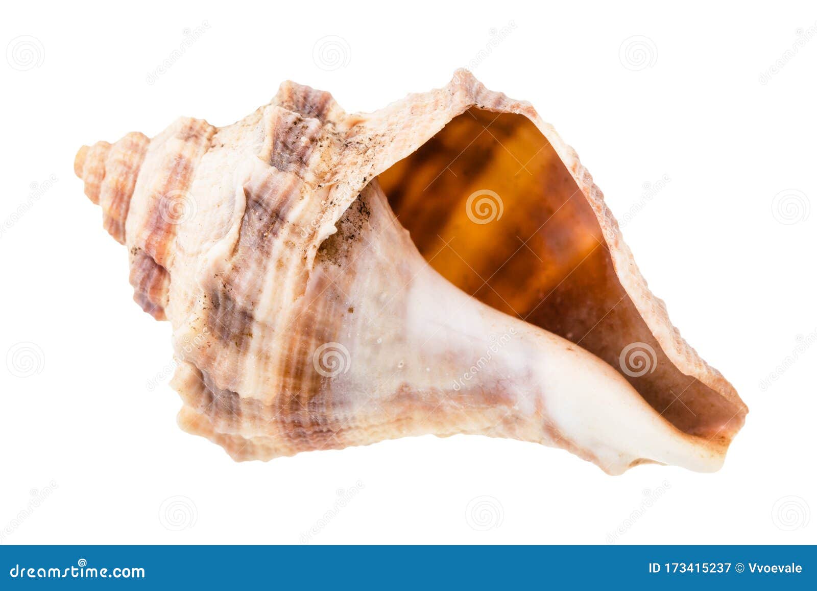 Empty Brown Shell of Whelk Mollusk Isolated Stock Image Image of