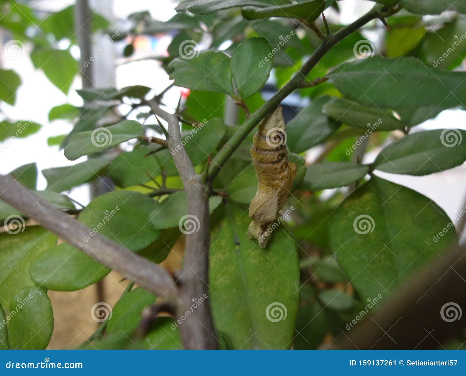 The Cocoon Before A Butterfly RoyaltyFree Stock Photo