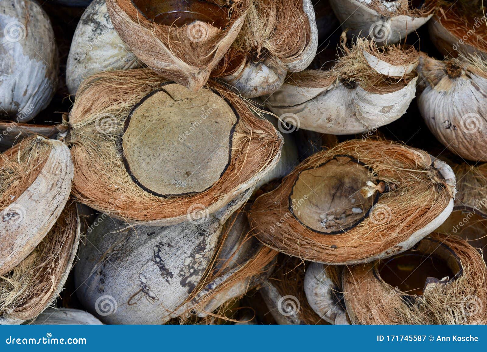 Empty Coconut Husks. Stock Photo | CartoonDealer.com #171745590