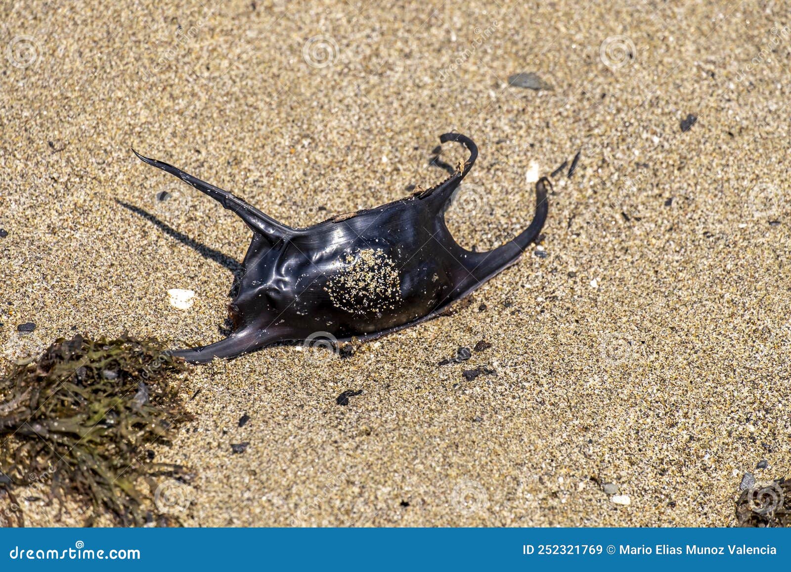 Mermaid's purse / egg case of Dogfish shark (Scyliorhinus canicula) on  beach, Belgium Stock Photo - Alamy