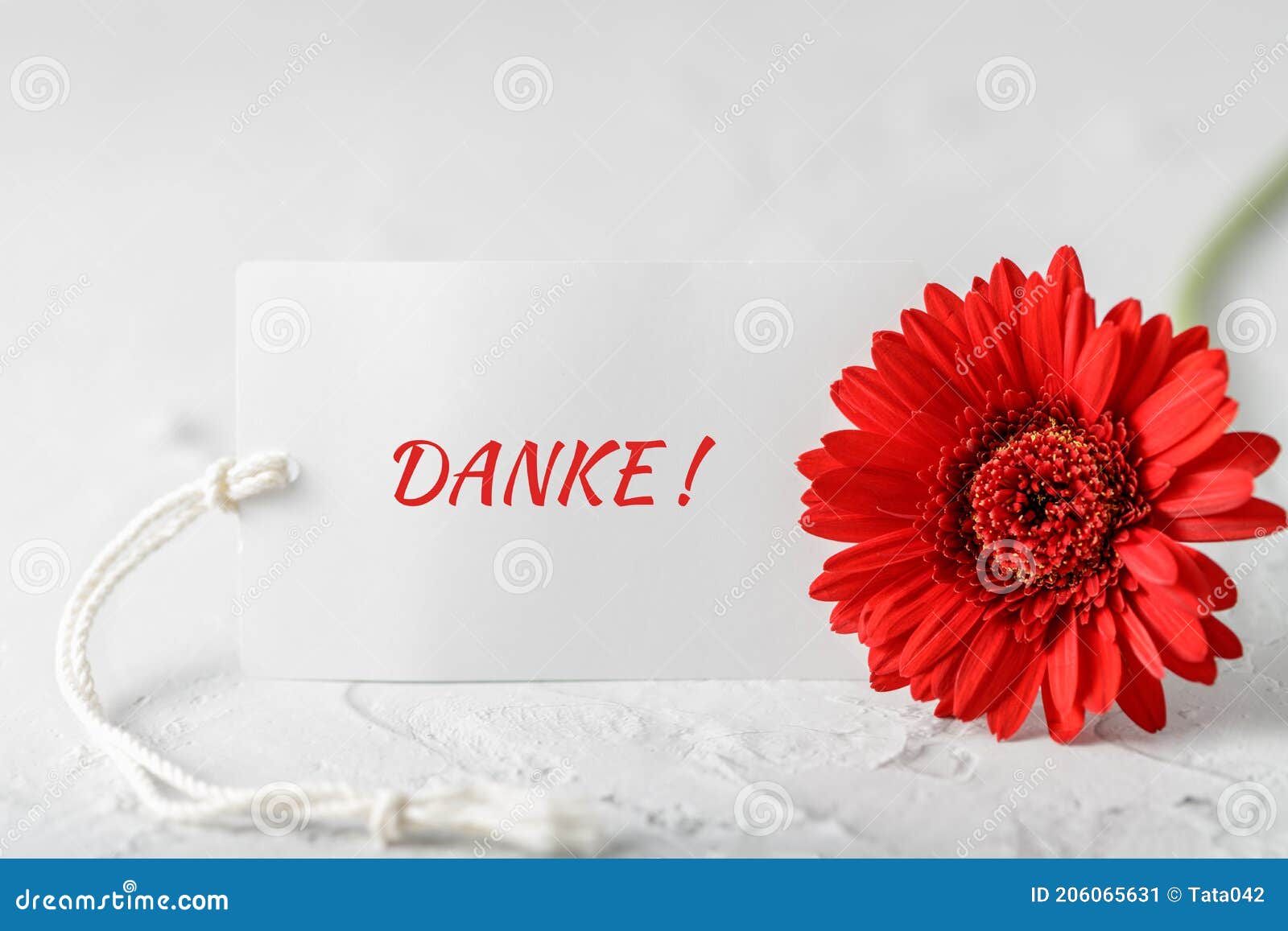 Empty Greeting Card German Danke English Thanks Card Red Gerbera Daisy Stock Image Image Of Floral Spring Empty Greeting Card German Danke English Thanks Card Red Gerbera Daisy Stock Image Image Of Floral Spring