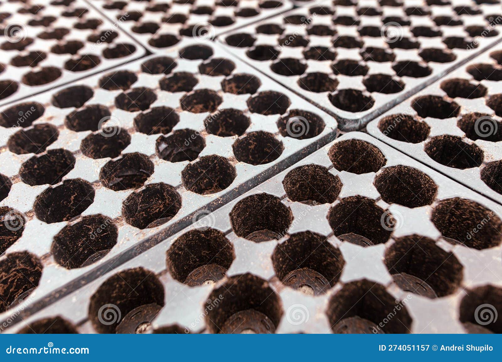 Empty Molds for Seedlings Inside the Greenhouse. Stock Image Image of