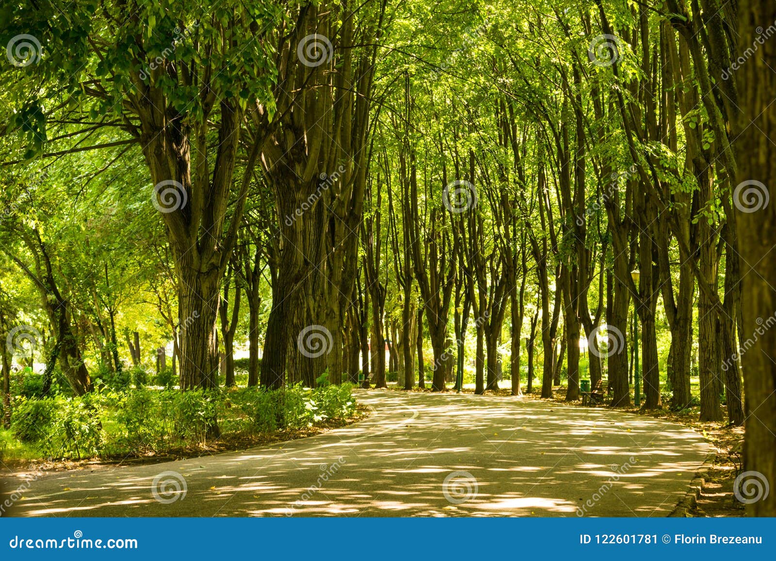 empty park alley surrounded linden lime trees at olimpia park in ploiesti, romania.
