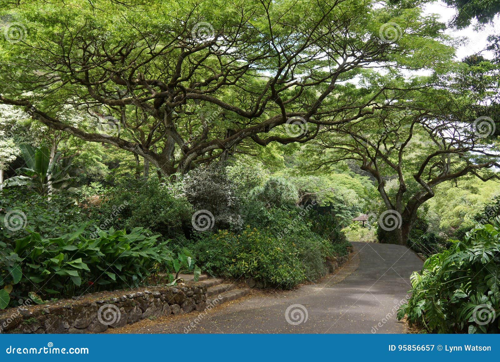 Empty Path In Waimea Valley Botanical Garden Stock Image Image