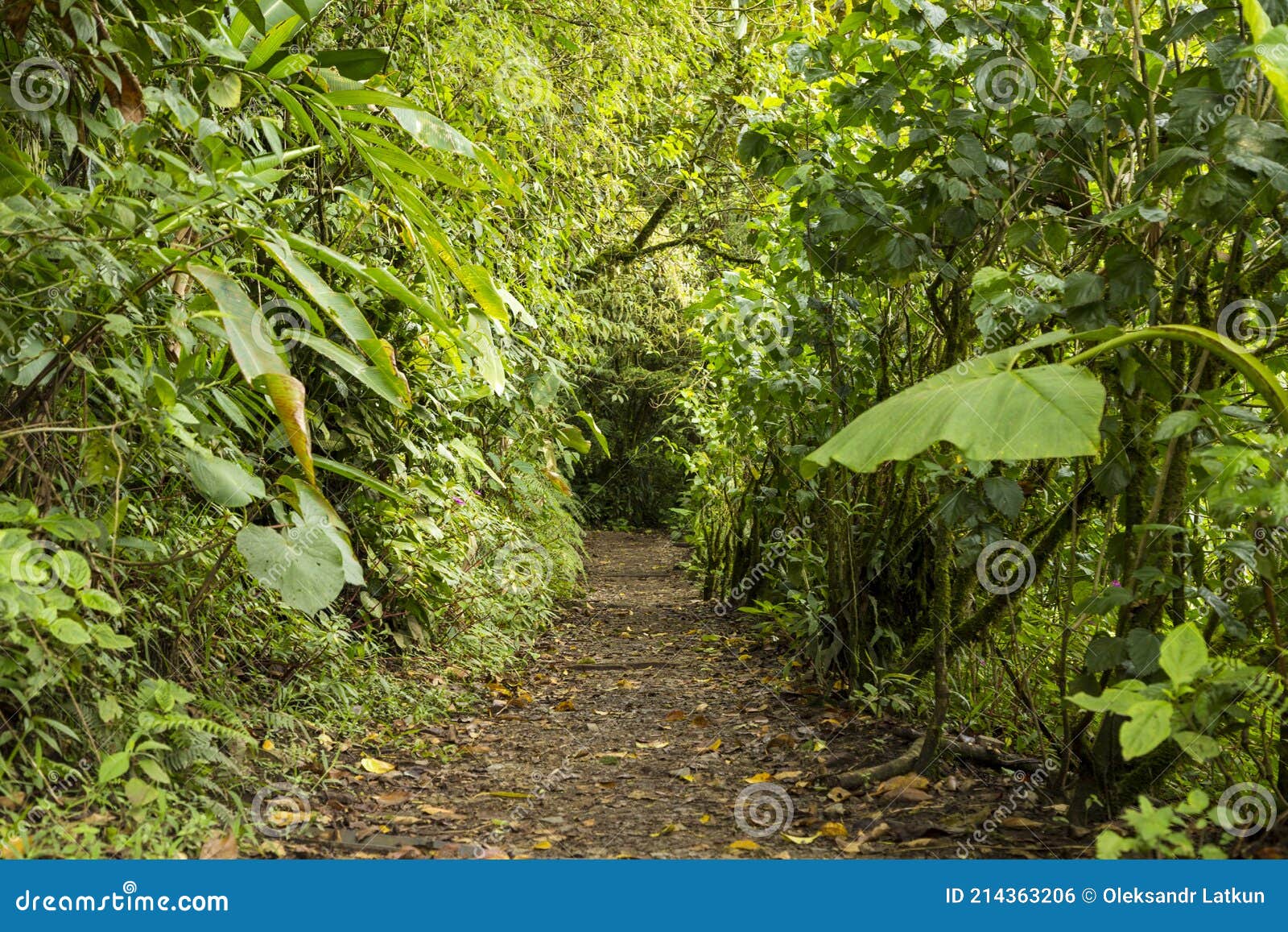 Pathway Through Rainforest Stock Photography 41052626