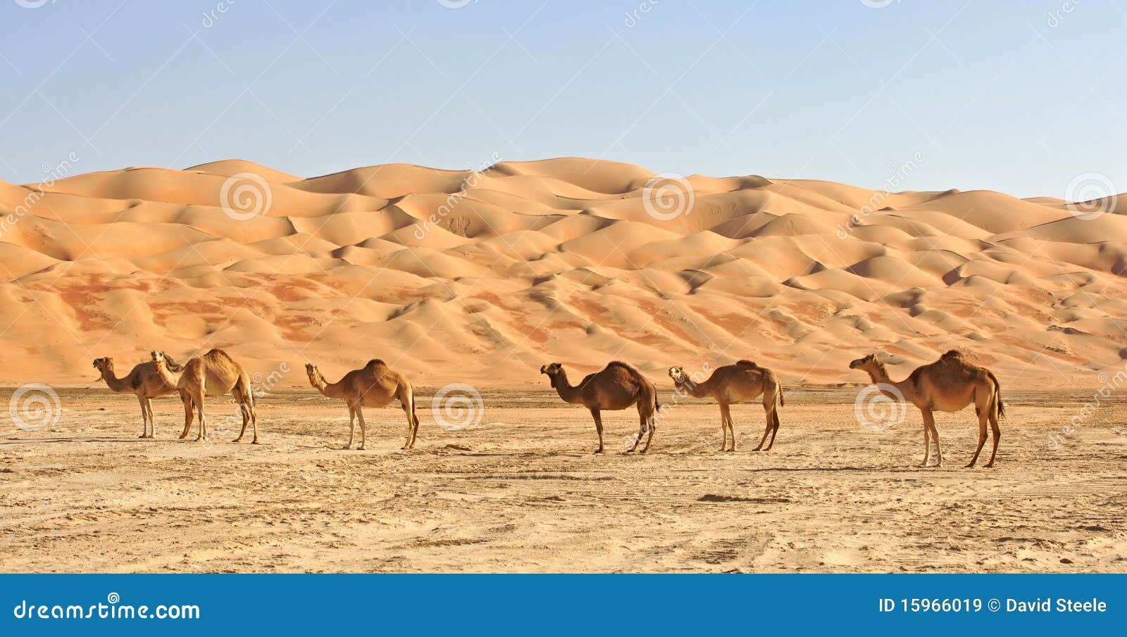 empty quarter camels