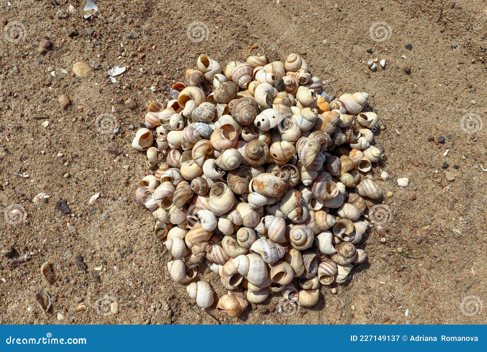 empty shells of viviparus contectus
