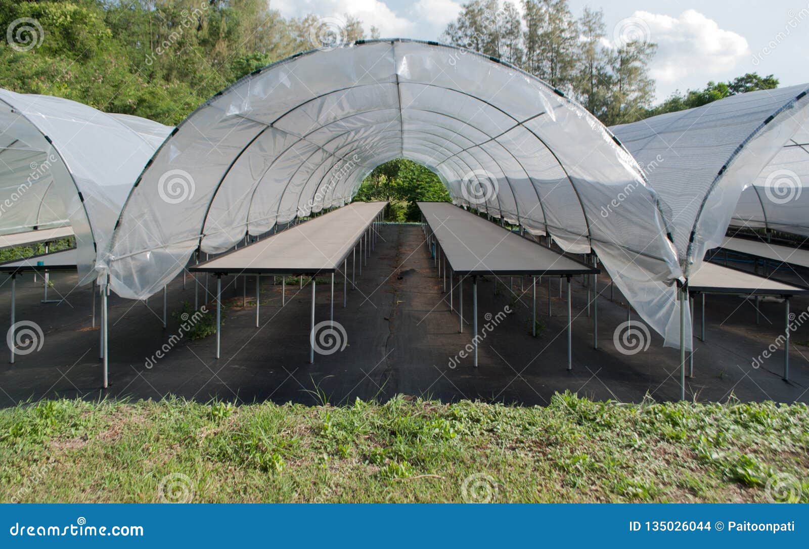 Empty Small Cactus Plant Nursery Tent At The Farm Different Cactus Stock Photo Image Of Agriculture Tropical