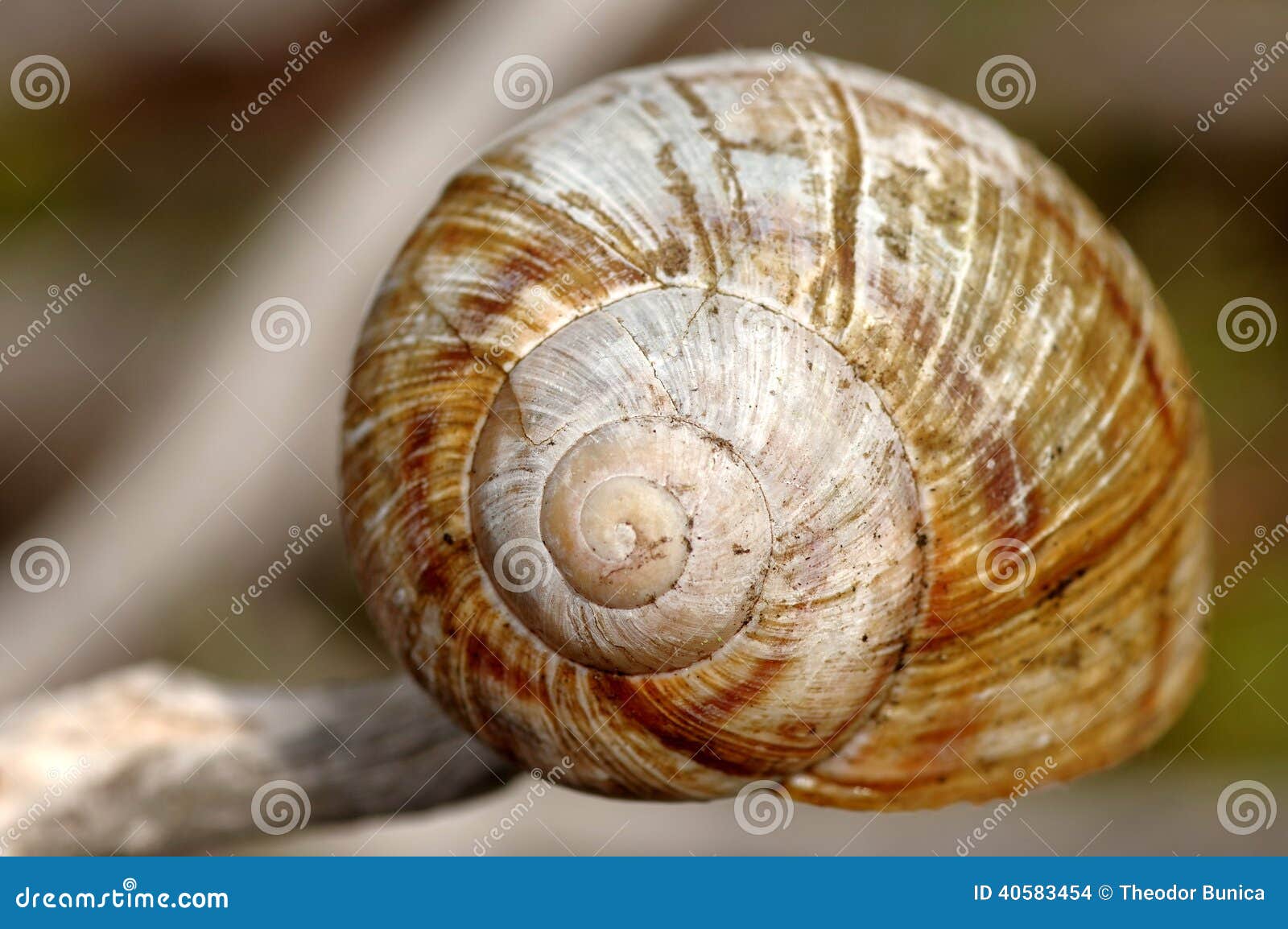 Empty snail shell stock photo. Image of safe, animals - 40583454