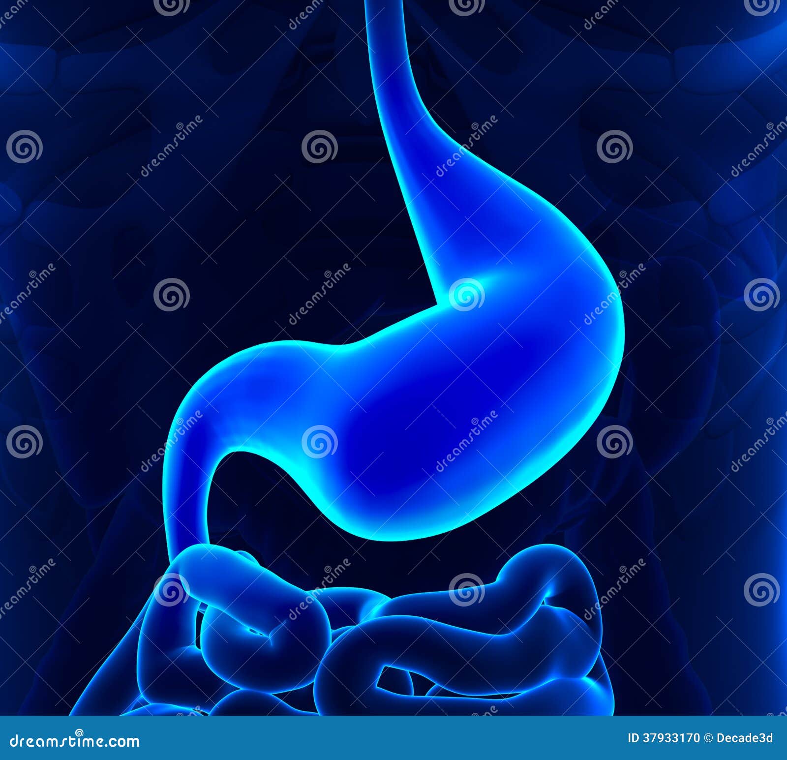Empty Stomach - Healthy Stock Photo - Image: 37933170