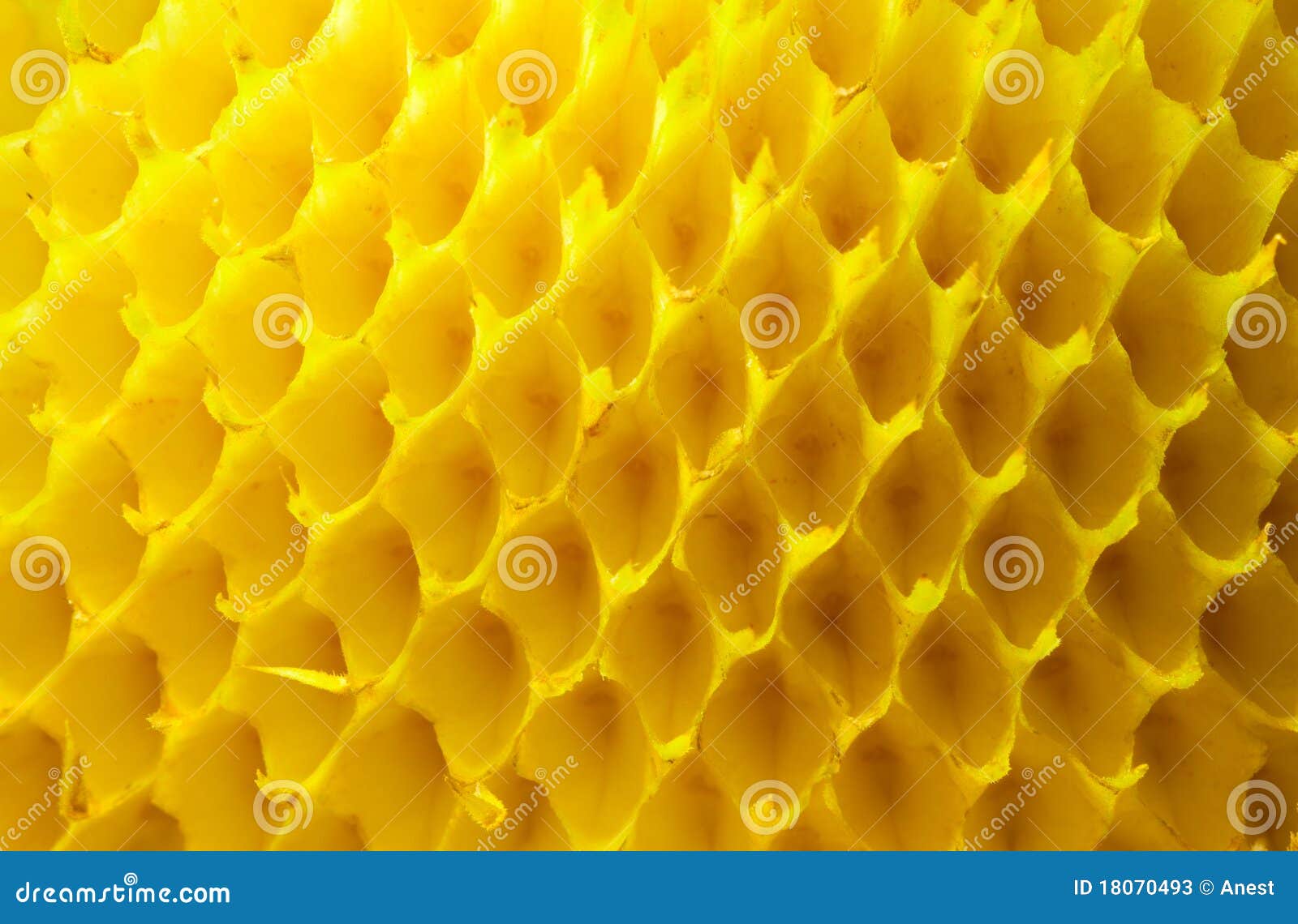 Empty sunflower cells stock image. Image of nature, texture 18070493