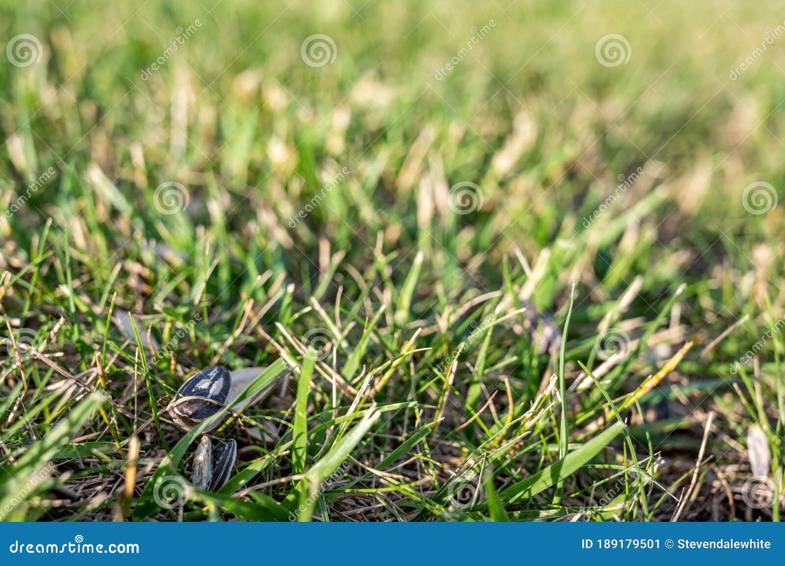 Empty Sunflower Seed Shells Tossed in on the Ground and Grass Stock