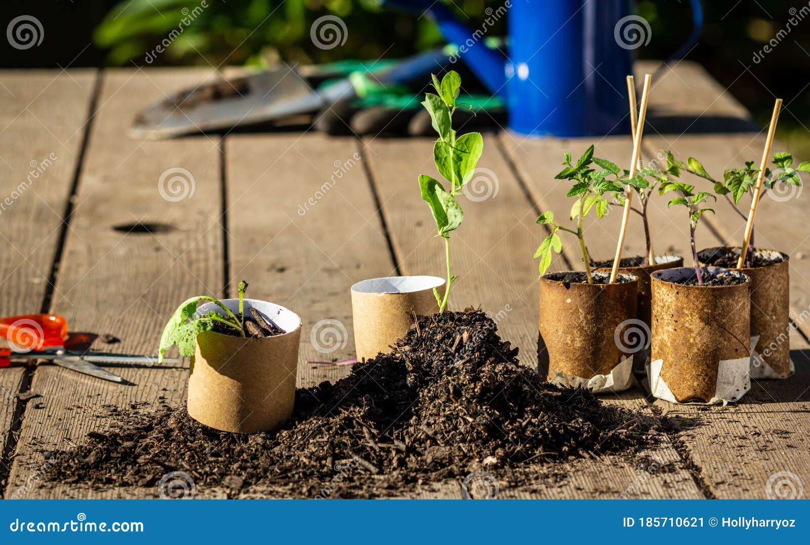 toilet paper roll recycled as a seedling planter, vegetable seedlings being potted into cardboard toilet paper rolls outside