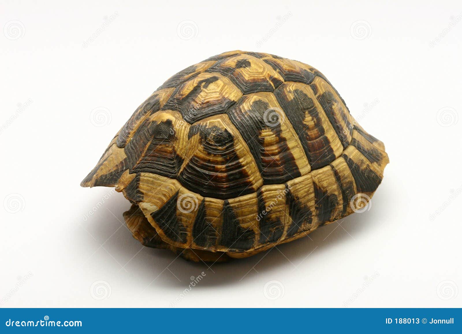 120 Empty Turtle Shell Stock Photos - Free & Royalty-Free Stock