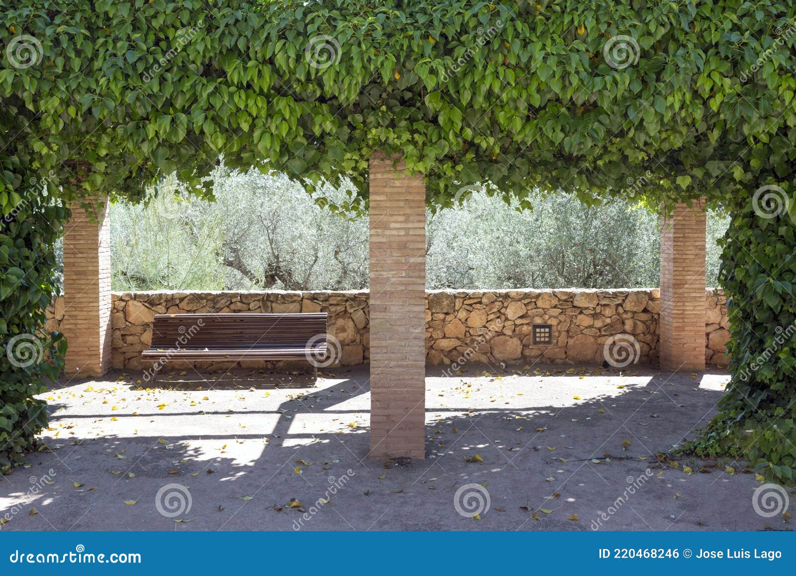 empty wooden bench, park style behind ivy arch hedera helix, magnoliophyta, magnoliopsida