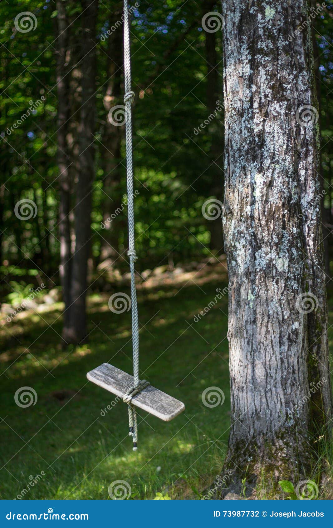 Empty Wooden Rope Swing beside Tree Stock Photo Image of wooden, lost