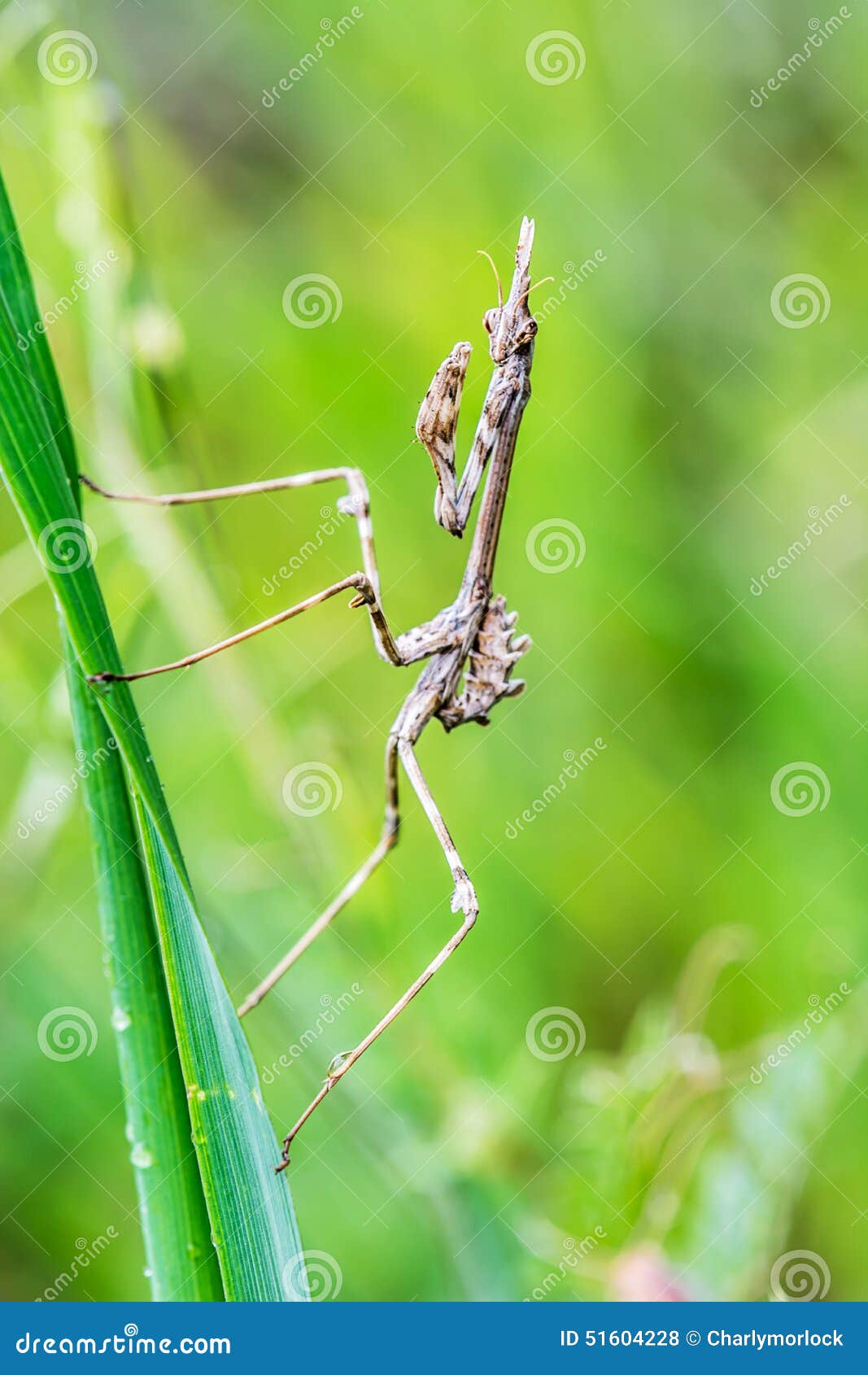 Empusa Pennata Praying Mantis, Insect on Blade of Grass Stock Photo