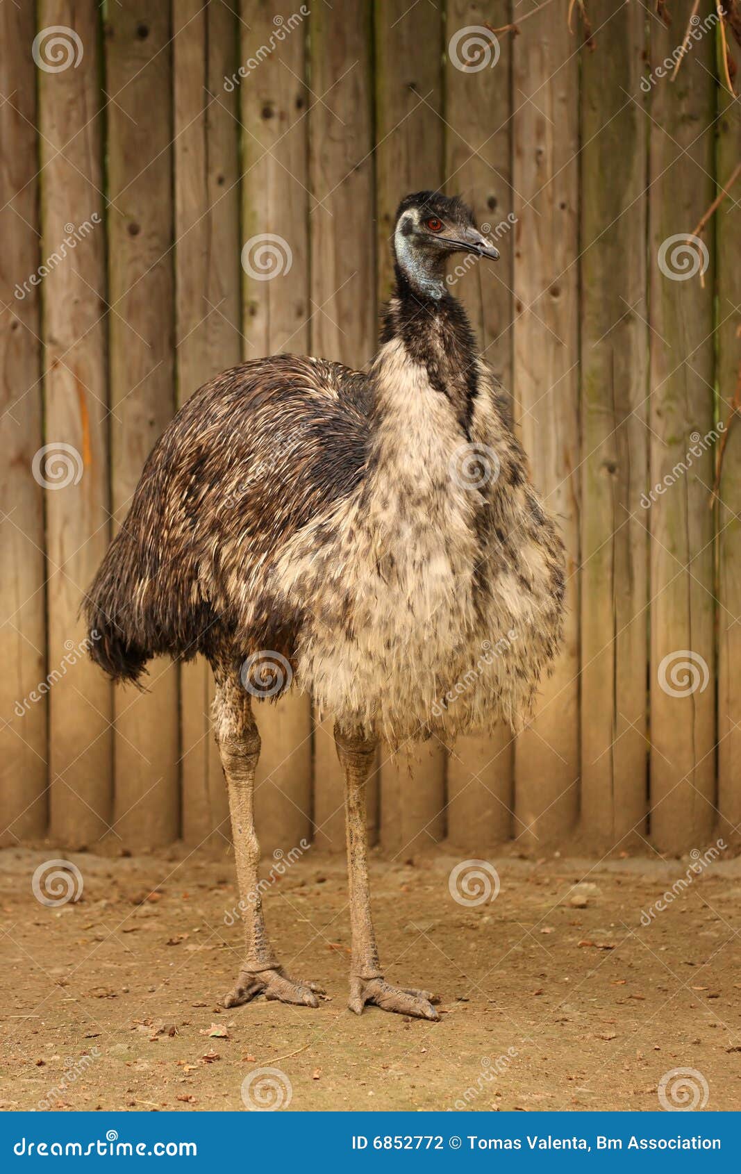 Emu stock photo. Image of beak, close, farm, nature, neck - 6852772