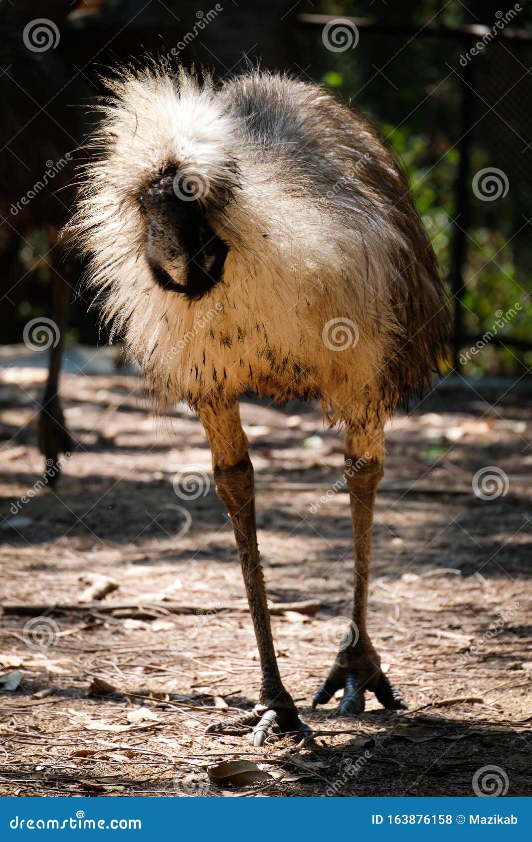 emu