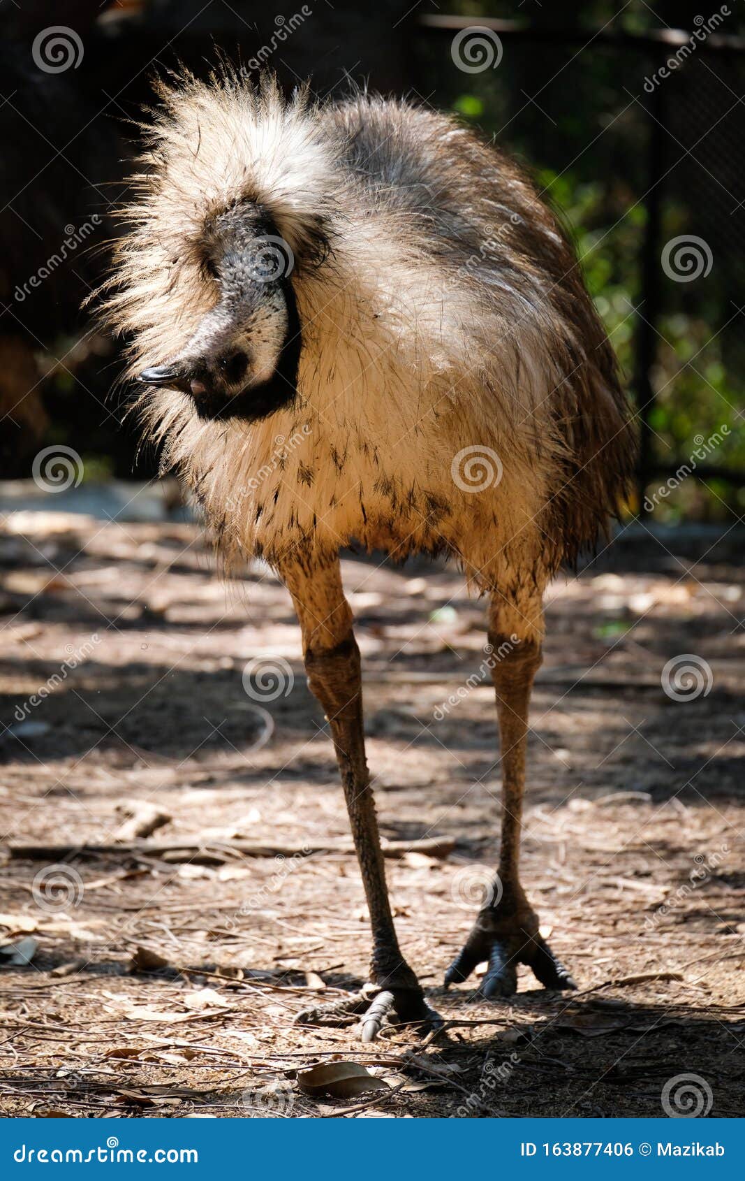 emu