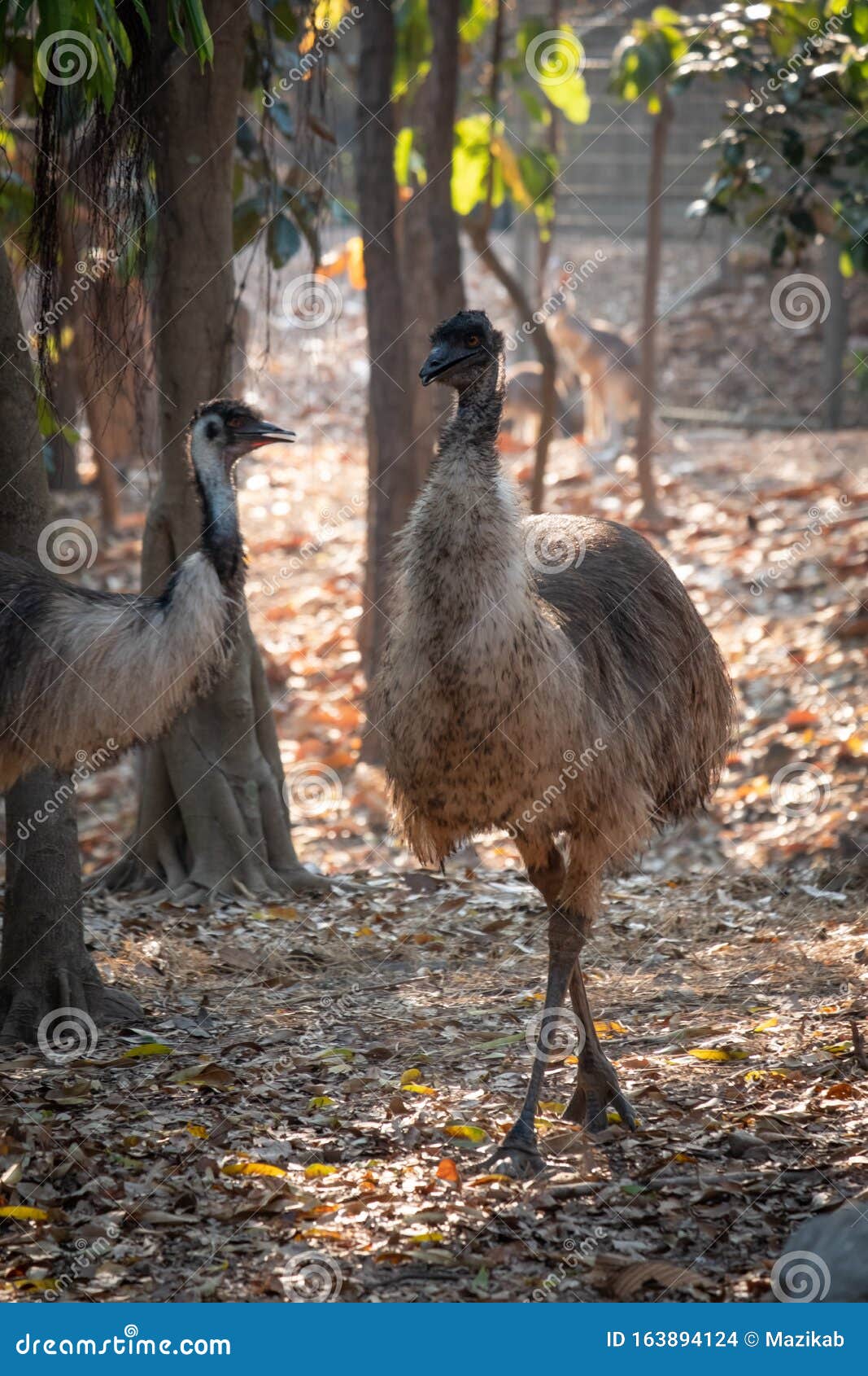 emu