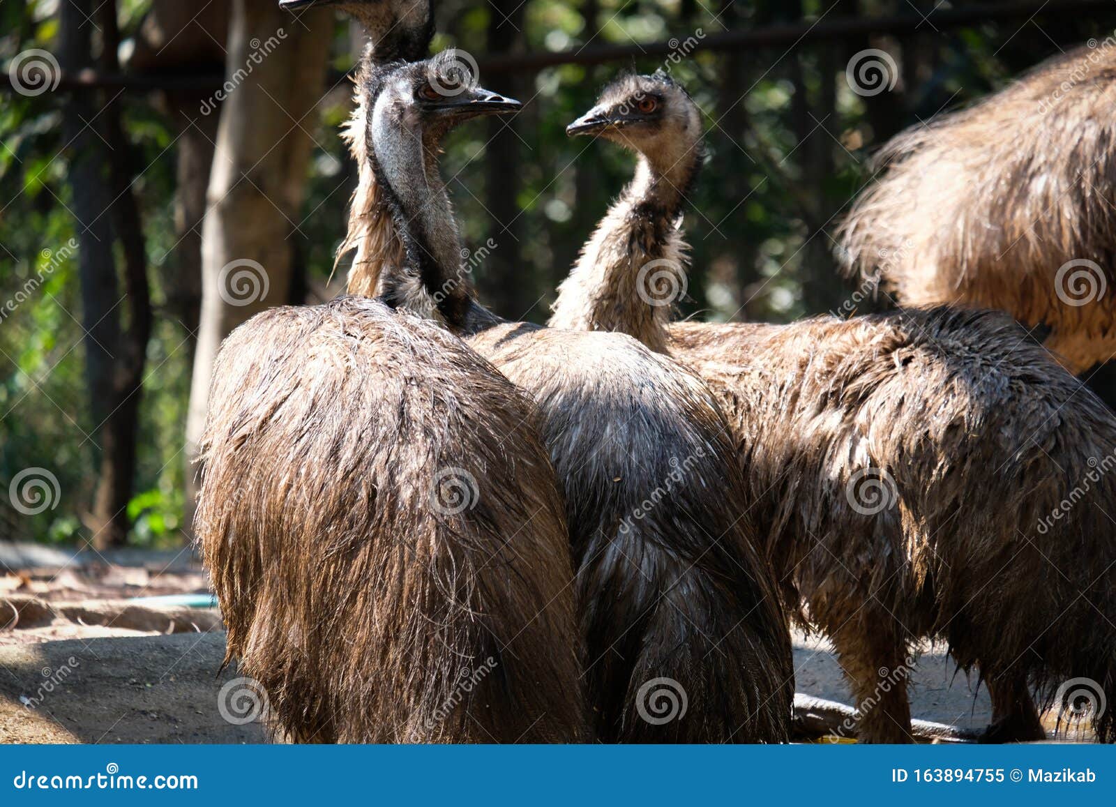 emu