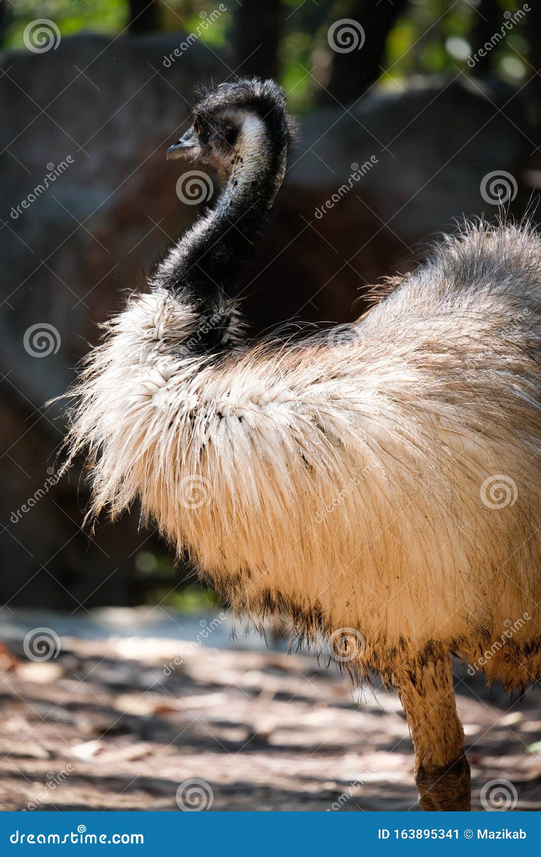 Emu stock image. Image of ground, australian, native - 163895341