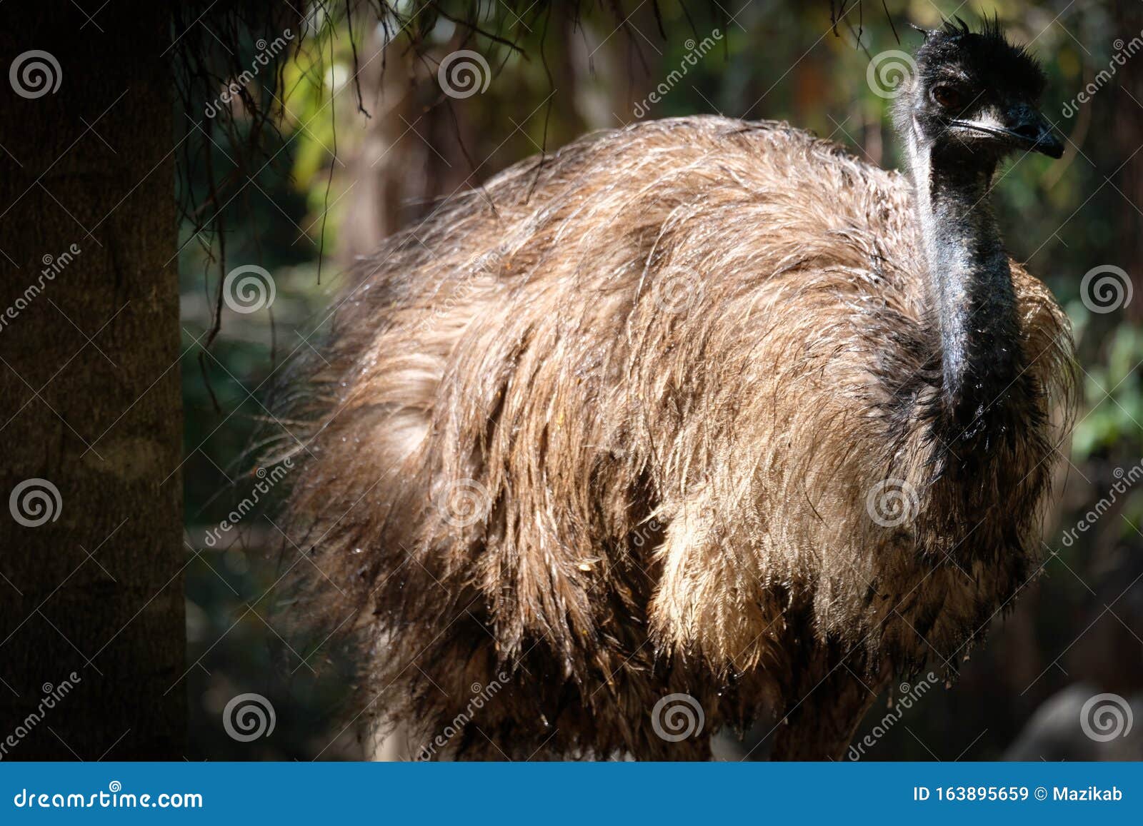 emu