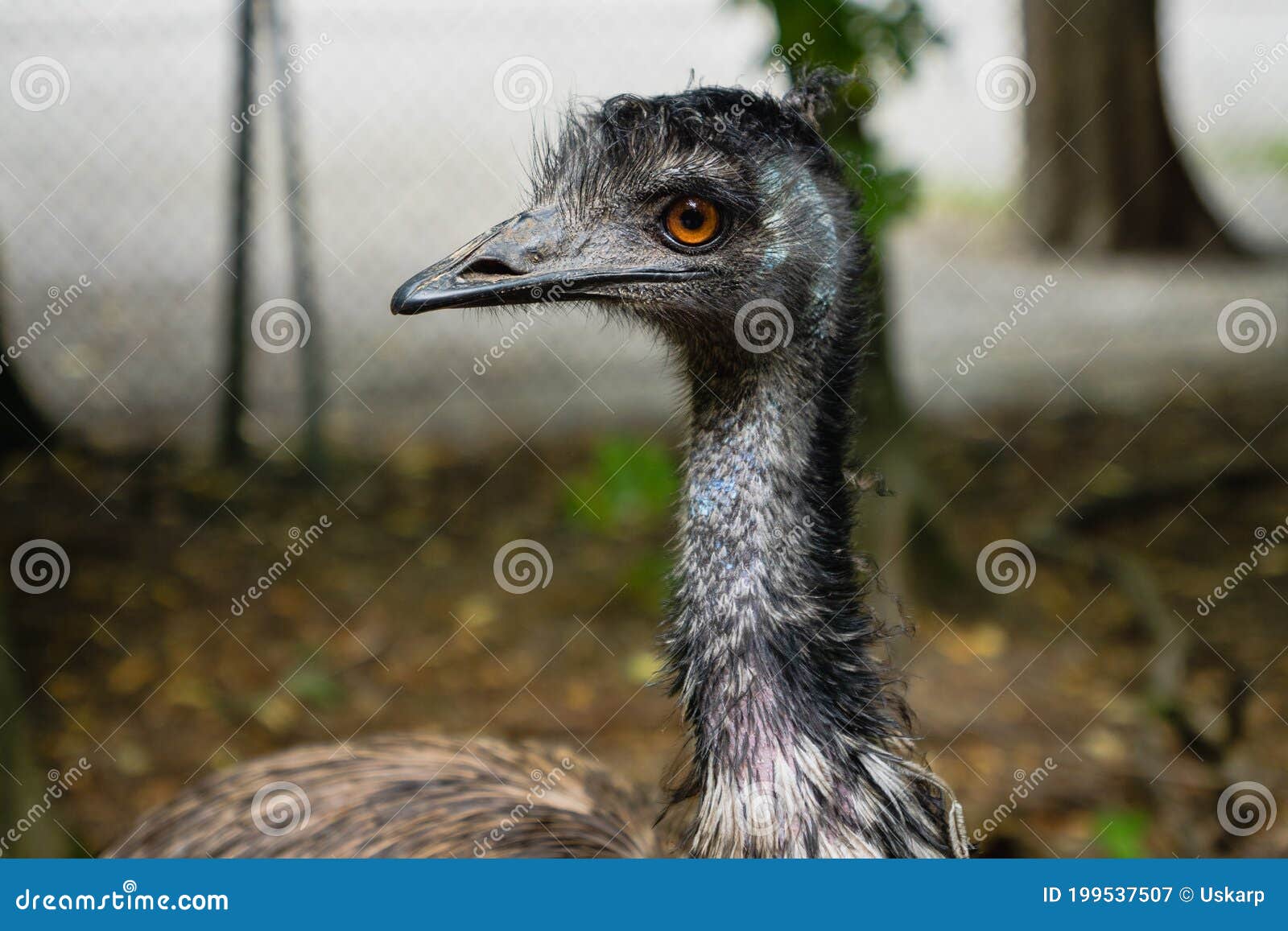 Emu Bird, Dromaius Novaehollandiae, Close Up Portrait of Australian Stock Image - Image of dromaius, colorful: 199537507