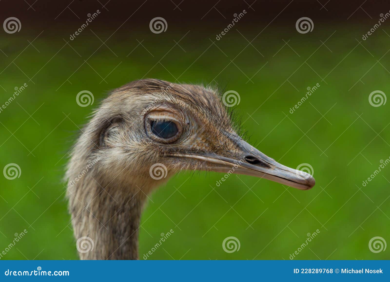 Emu Bird Head with Green Background in Summer Color Day Stock Photo - Image  of large, bird: 228289768