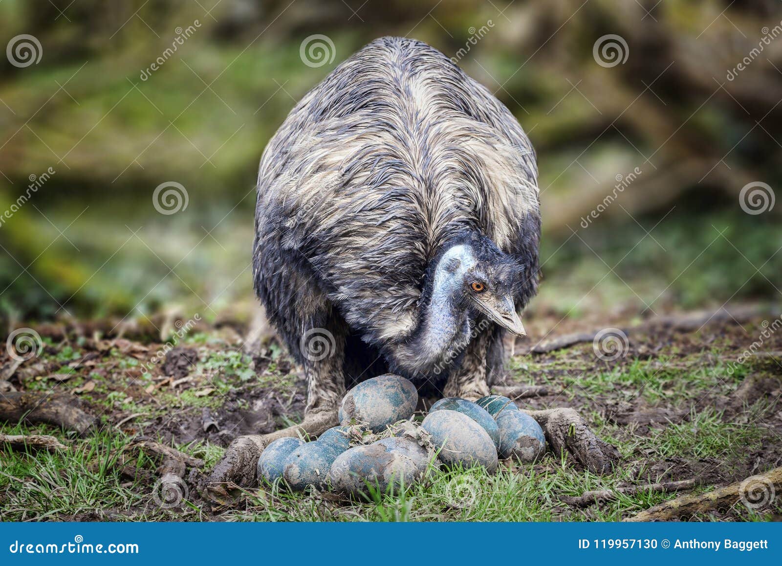 emu bird with her eggs