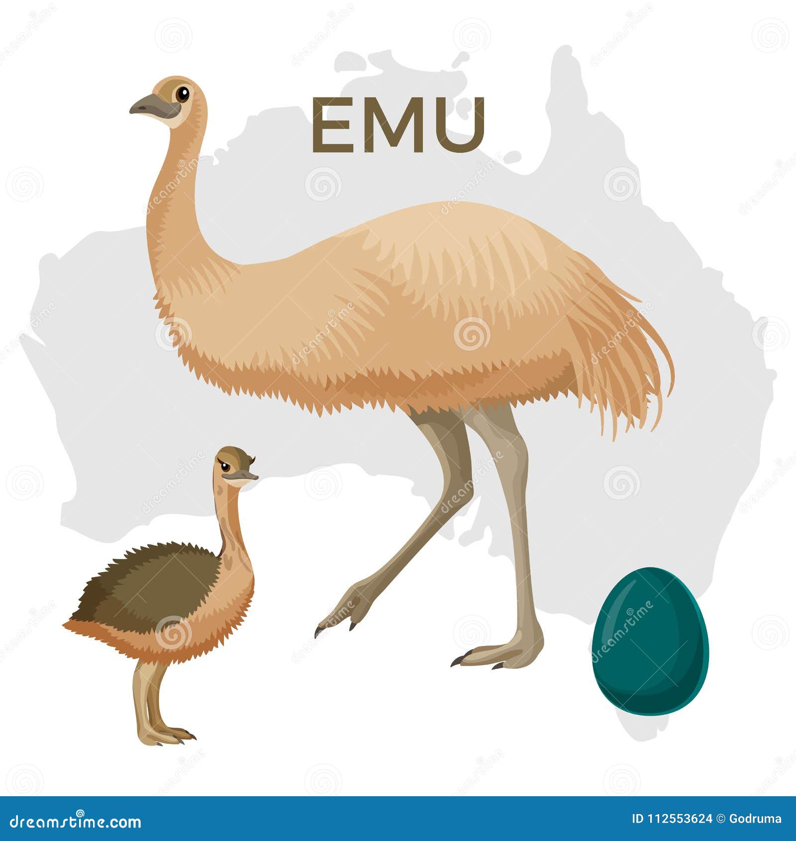 emu bird, small and large  on white, small chick
