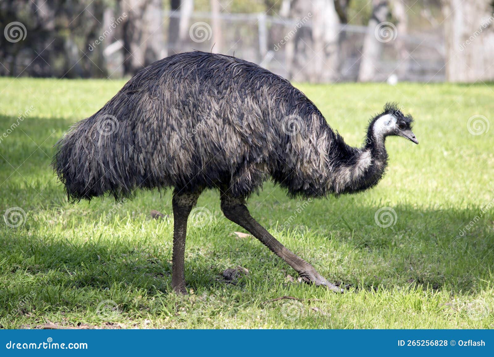 Grey And Brown Feathers Of An Emu Stock Photo - Download Image Now