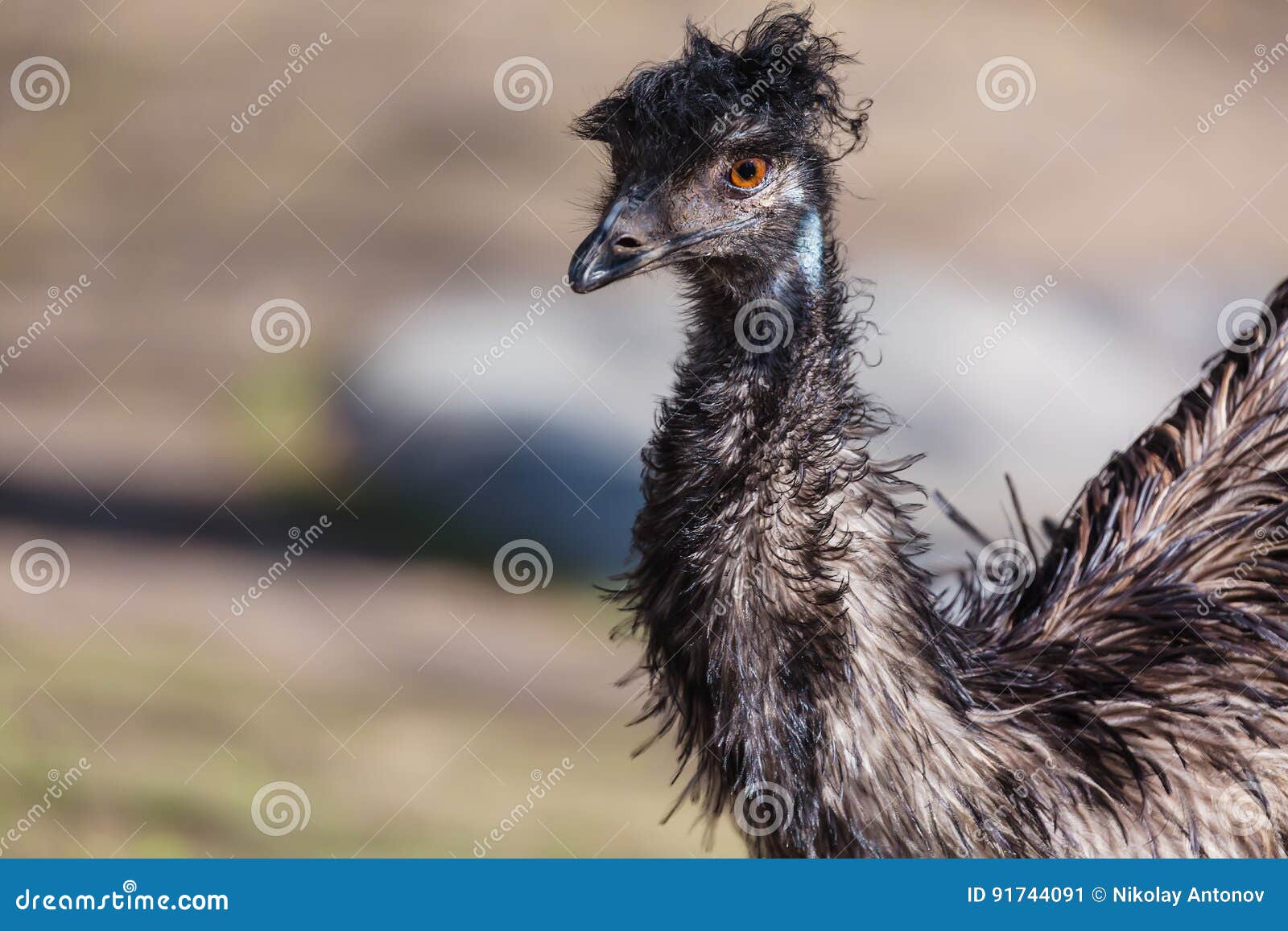 Emu Dromaius Novaehollandiae Close Up Portrait. Wildlife Animal Bird ...