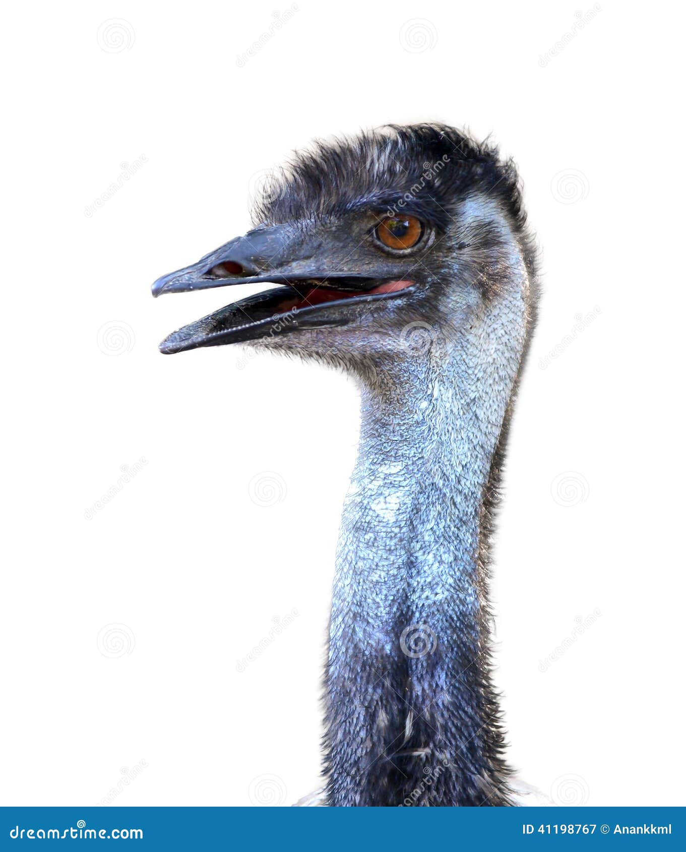 Emu head isolated stock image. Image of curious, avian 41198767