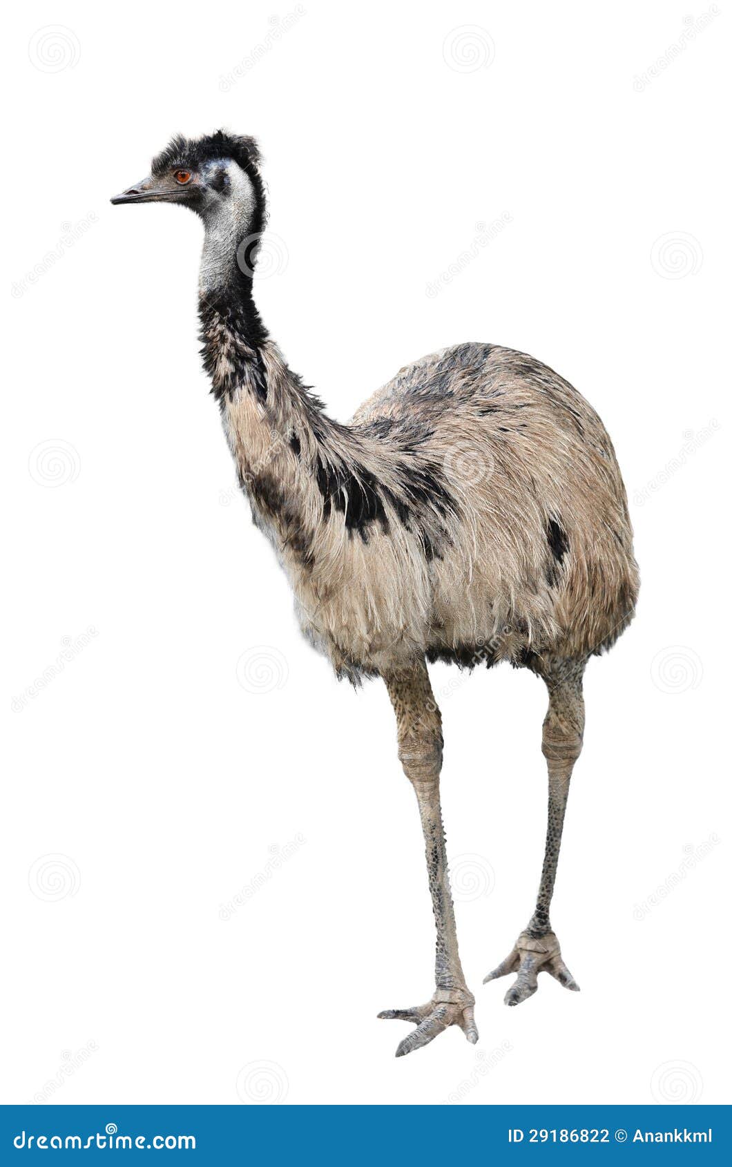 emu  on white background