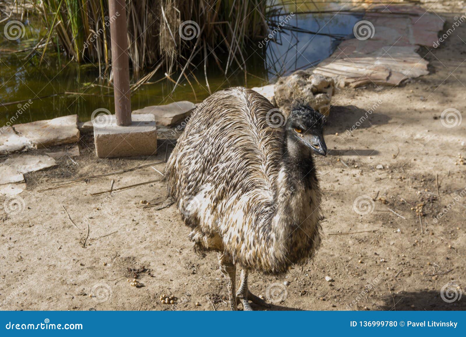 emu living in captivity. ostrich close up. australian bird