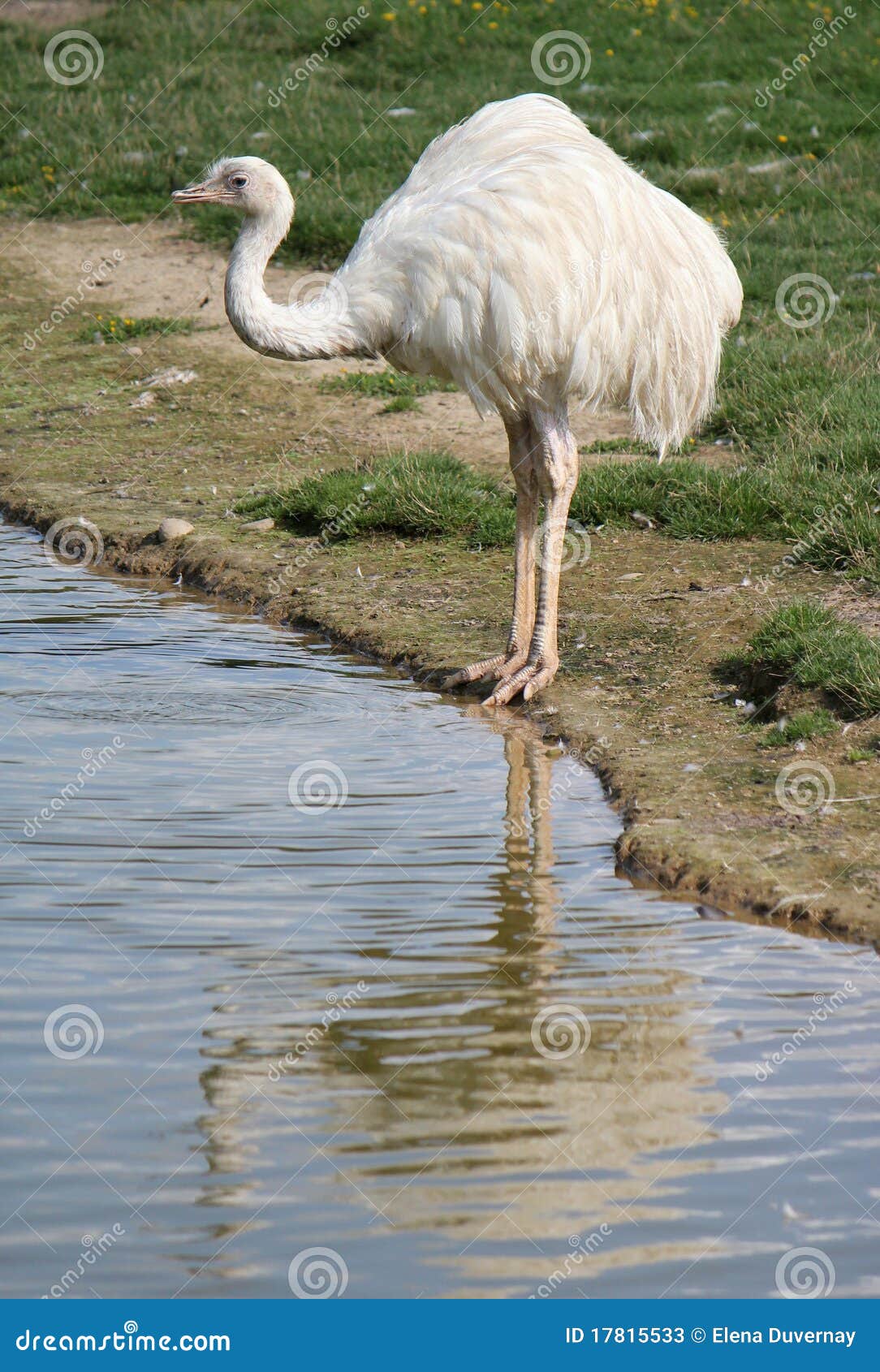 Reservation - Iris Blue - Real Ostrich